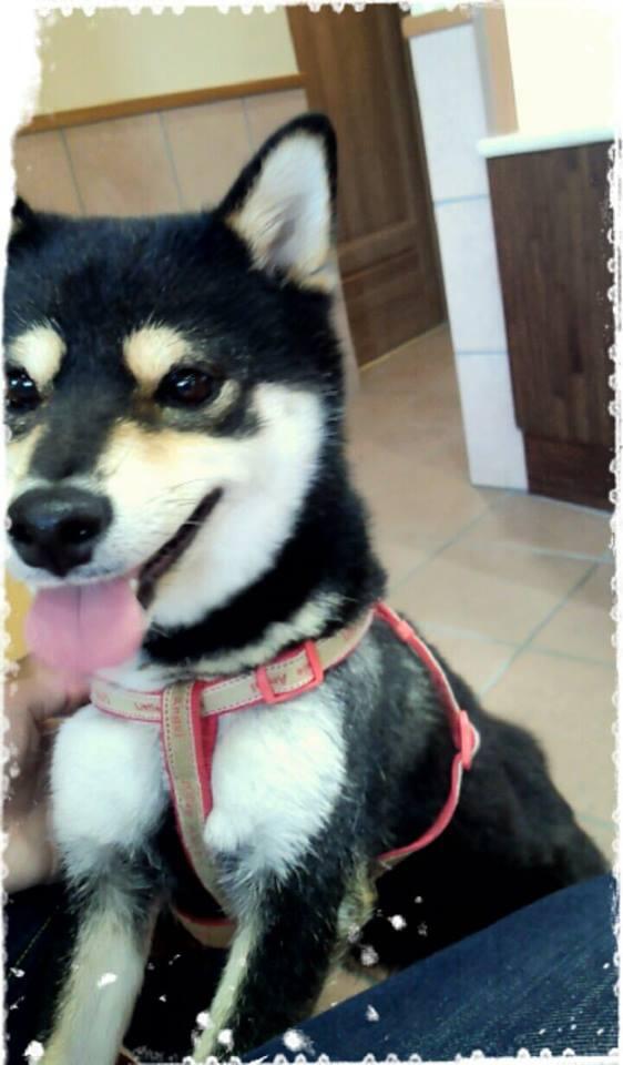 我が家の柴樣♡♡お出掛けすると、こんな可愛い顔をする腹黒いヤツ。。

可愛い柴犬画像♪