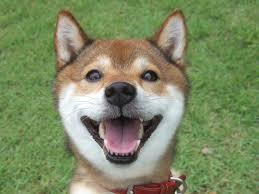 柴「アハハ♪楽しいねぇー♪」

可愛い柴犬画像♪