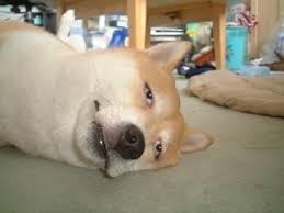 柴「……寝てませんよ…………！」

可愛い柴犬画像♪