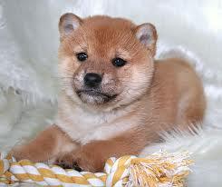 モ　フ　ン　♪

可愛い柴犬画像♪