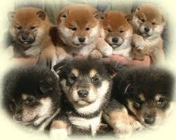 モ　フ　モ　フ　モ　フ　モ　フ　モ　フ　モ　フ　モ　フ　モ　フ　モ　フ　モ　フ　モ　フ　モ　フ　♪
可愛い柴犬画像♪