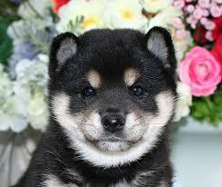 「「ハイ！チーズ」はまだ？？」

可愛い柴犬画像♪