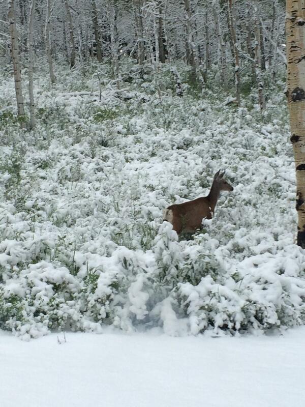 lauren_161's tweet image. Girls camp 2k14 ✌️❄️#snowinjune #freezing