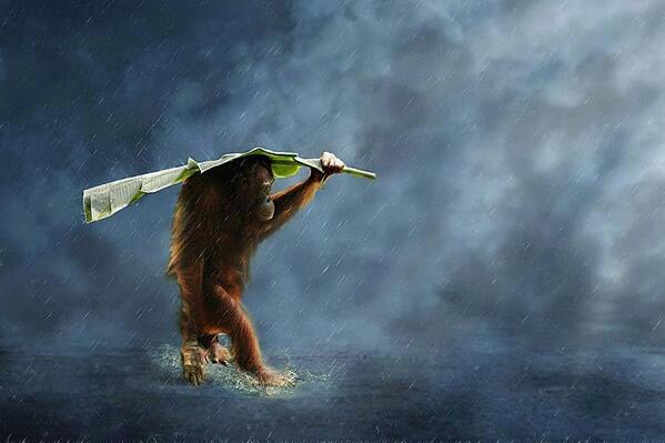 Gabriele_Corno's tweet photo. Ultimate evolution....  by 3Joko #eco #evolution #umbrella #inspiration #future #smile #CGE #rain http://t.co/pFoIa1Vs6O