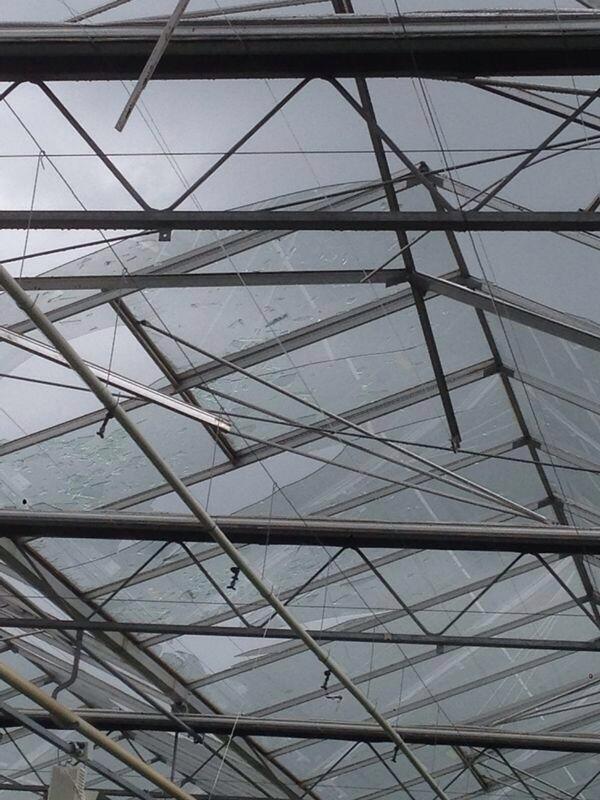 Deze week de laatste stukken glas opruimen van de hagelschade in april weinig aanvoer van onze bloemen deze week