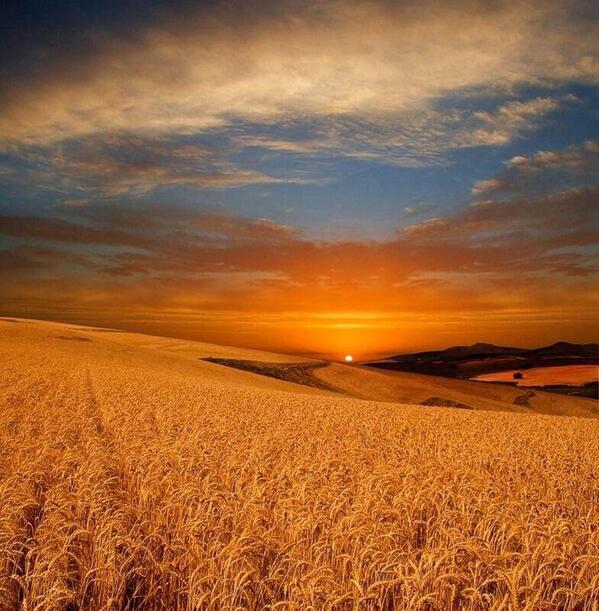 поле вечером. травинки на закате. закат в поле. поле ржи на закате. поле вечером эстетика.