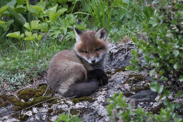Kom over en reveflokk ved Fjellstua i helga. Her er en liten fotogen krabat