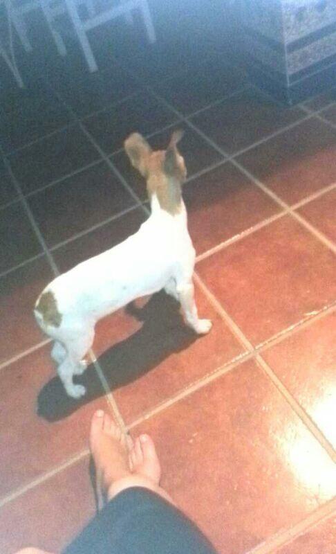 trianaLS's tweet photo. bodeguero de -de 6meses abandonado en la carretera. Necesita dueñoURGENTE RT XFAVOR @DoggiesPeludos @Luzdesperanza http://t.co/1vEAwBDowQ