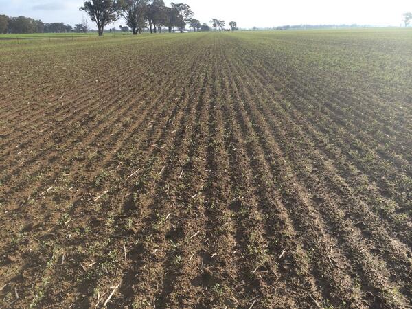 hay_bryce's tweet photo. Checking out some good looking vetch today!! Using some different seeding methods, very interesting! http://t.co/8fp63wNY8q