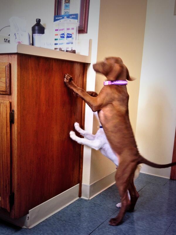 ajacksoneds's tweet image. They located the treats at the vet #sniffersonsteroids #javagirl #gatorboy @CoachJackson15