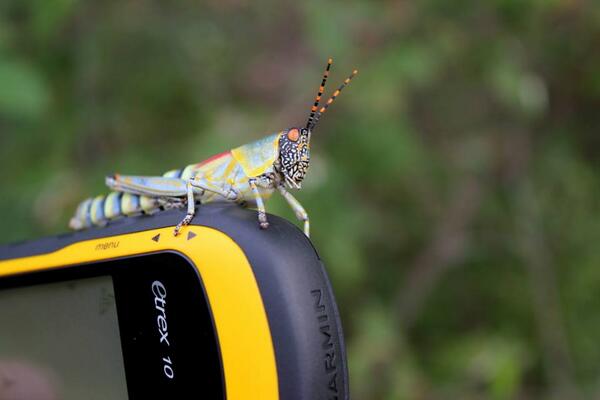 Dwarf_Mongoose's tweet image. An elegant grasshopper takes an interest in the @Dwarf_Mongoose Project research. #fieldassistant #help