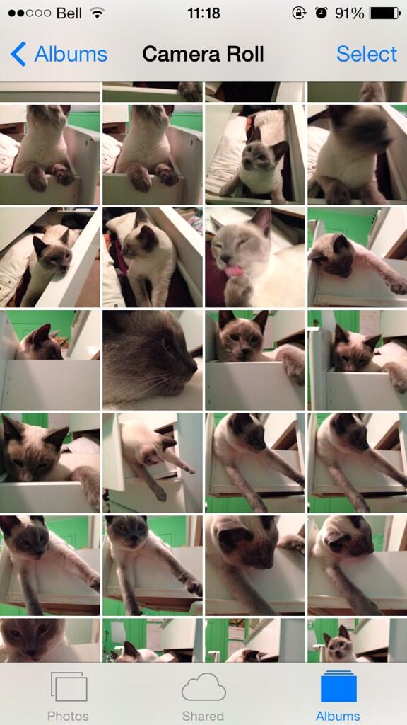 juliamacat's tweet image. Woop #kittenobsessed 🐱