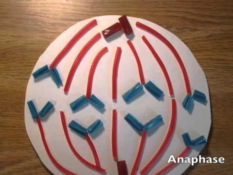 WeezyFsxsw's tweet image. #MsLoyaBio625 #Anaphase sister chromatids are pulled to opposite poles of the cell by the spindle fibers.