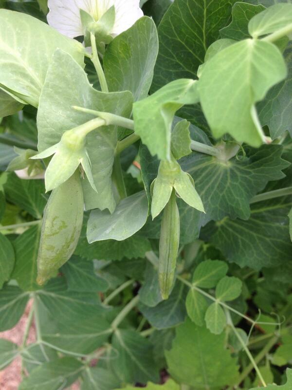 jamlady's tweet image. Sugar Snap Peas at The Jam Farm