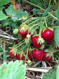 AnnMarie_Roth's tweet image. Berry picking is a perfect introvert activity, combining nature, quiet &amp;amp; food! #strawberryseason #introvertenergy