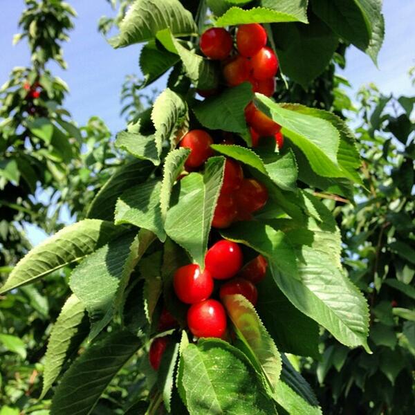 PCC's tweet photo. Local Organic Rainier cherries on the branch. Now in stores! #pccmarkets #summerishere #roadsidewisdom #wedofreshbest http://t.co/CenLrhQA2F