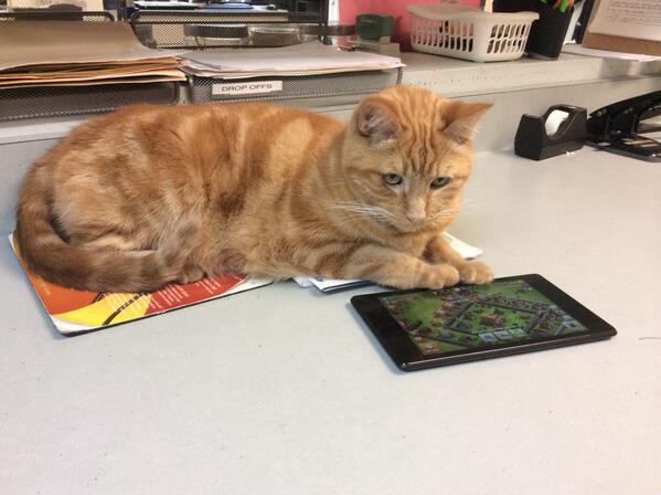 WestminsterVet's tweet image. #itisallfunandgames  WVG office cat - OB orange boy waiting to play #catsarefun #veterinaryfun