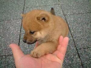 omosiro1dog's tweet photo. いやいや、お手。 http://t.co/ow2iIha6ku