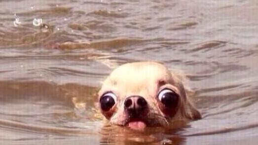 bebi_fernandez's tweet photo. Cuando me estoy bañando en la playa y noto algo en el pie. http://t.co/zyWV5chkNb