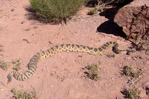 Why killing Utah rattlesnakes is illegal and when there are exceptions. ksl.to/pKGErR #KSLOutdoors