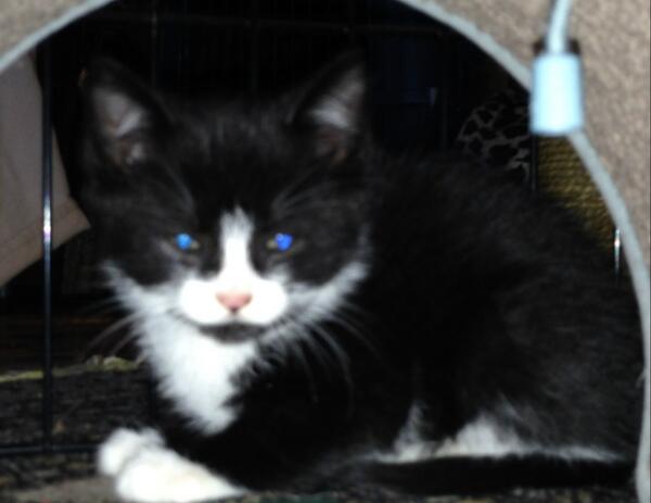 2 orphans kittens need homes.  Contact: Deborah Pangle, The Cat Squad at 914-843-9099 or me.