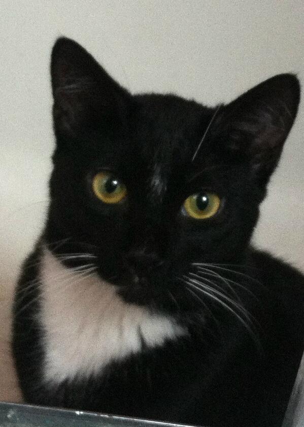 Eden is a 1 yr healthy kitty looking for a good home.  Contact: Deborah Pangle, The Cat Squad at 914-843-9099 or  me.