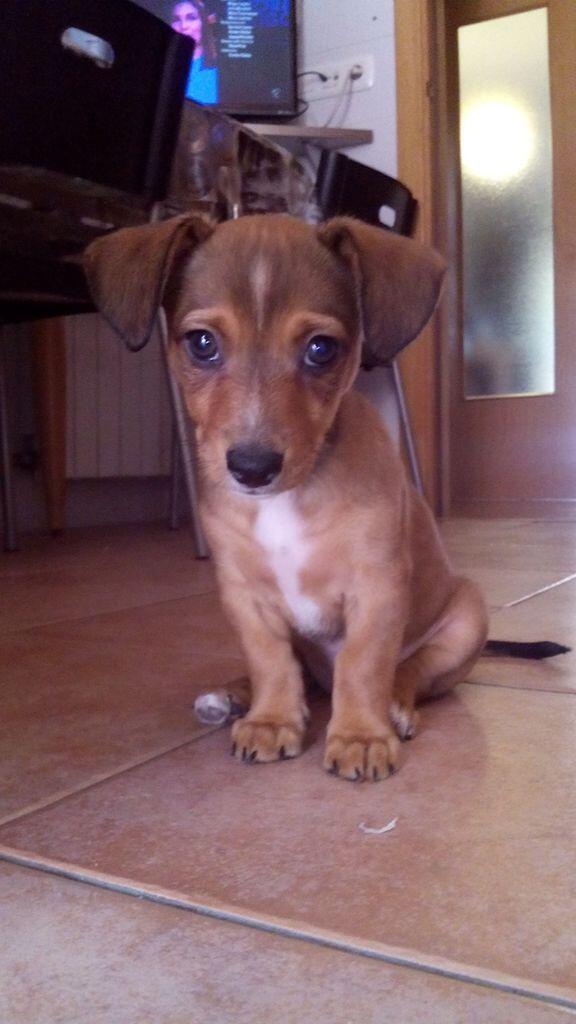 dapaor's tweet photo. @Juliaenlaonda hace una semana nos encontramos esta cosita en un container , ahora se llama Mei http://t.co/xA0e0qSDiv
