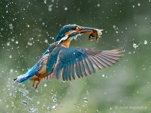 trackerstweets's tweet photo. Bird of the week: Malachite Kingfisher! Best viewed from relaxing in a Mokoro #wildernesssafaris #it'snotallaboutbig5 http://t.co/nCDlNZGwfj