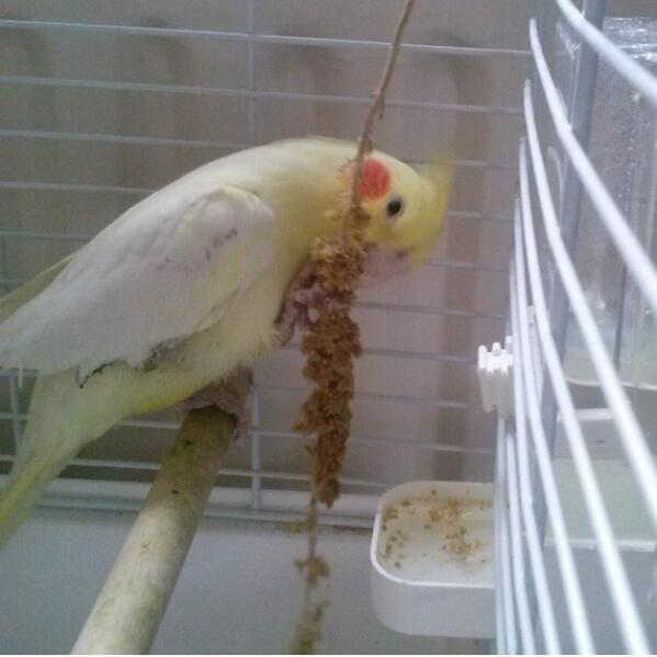 Gele valkparkiet weggevlogen, omgeving schelpenhoek! Retweet zou erg fijn zijn!