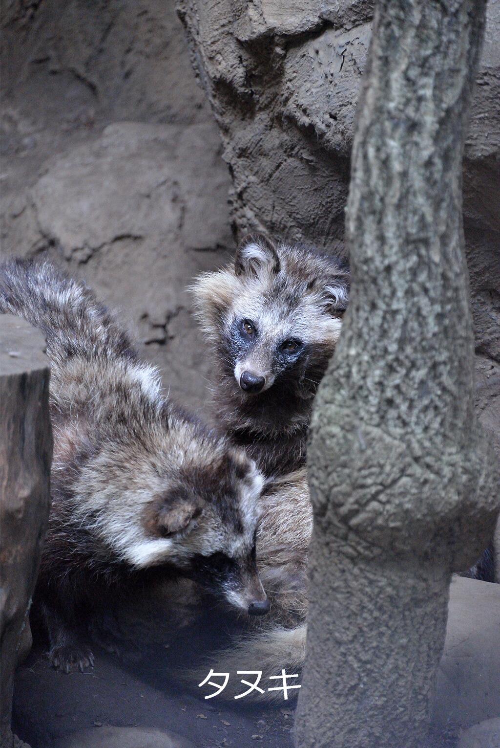 Twitter 上的 吉祥寺ジーンズ ハクビシン タヌキ アナグマ 吉祥寺駅の小動物 井の頭自然文化園 の仲間達で確認 Http T Co Wjkf7jzpta Twitter