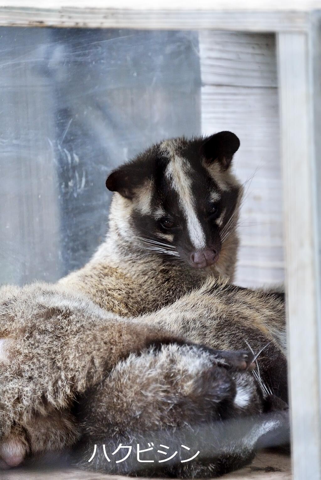 Twitter 上的 吉祥寺ジーンズ ハクビシン タヌキ アナグマ 吉祥寺駅の小動物 井の頭自然文化園 の仲間達で確認 Http T Co Wjkf7jzpta Twitter