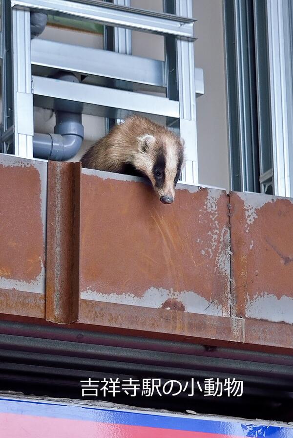 吉祥寺ジーンズ ハクビシン タヌキ アナグマ 吉祥寺駅の小動物 井の頭自然文化園 の仲間達で確認 Http T Co Wjkf7jzpta