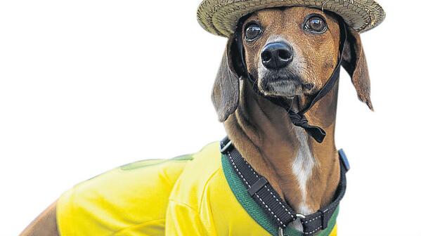 viacordobacomar's tweet photo. #MundialBrasil2014 #Perrinho La columna de hoy de @perrinho_dad Cómo vió #MEX #BRA  http://t.co/7gJsNubWKu http://t.co/cs7seavqNn
