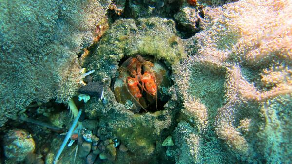 JamesDive's tweet photo. 2013-12-15 in Tulamben Bali http://t.co/F9Od1A88IO
