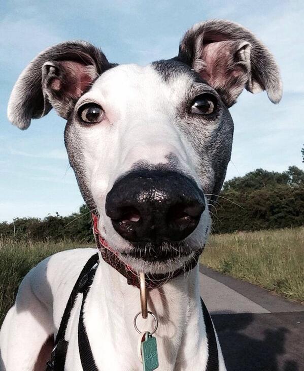 TheDenimDog's tweet image. Love this guy