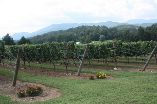 12 Spies Vineyards tweet media