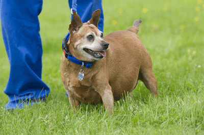 PDSA_HQ's tweet photo. RT @covered_mag: Why your fat pet could cost you £7,000 extra, and how @PDSA_HQ can help: http://t.co/HF19EJdJBa http://t.co/EYFdclPRuO