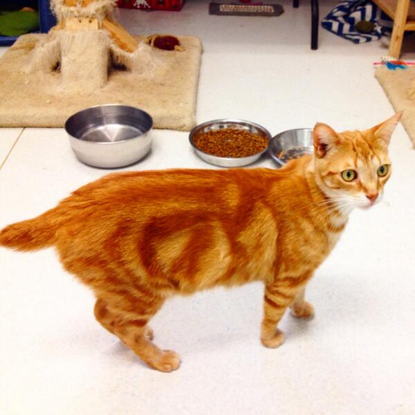 Gan Humane Society tweet media
