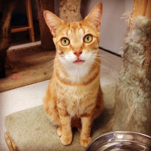 Gan Humane Society tweet media