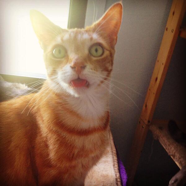 Our #petoftheweek is Bosco! He is a cool looking, sweet cat who you can read more about at ganhumanesociety.ca/adopt.html