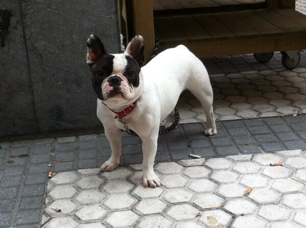 JHuest's tweet photo. @MikelRamos11 🐶🐾🐾 http://t.co/Y5OnnRdzJD