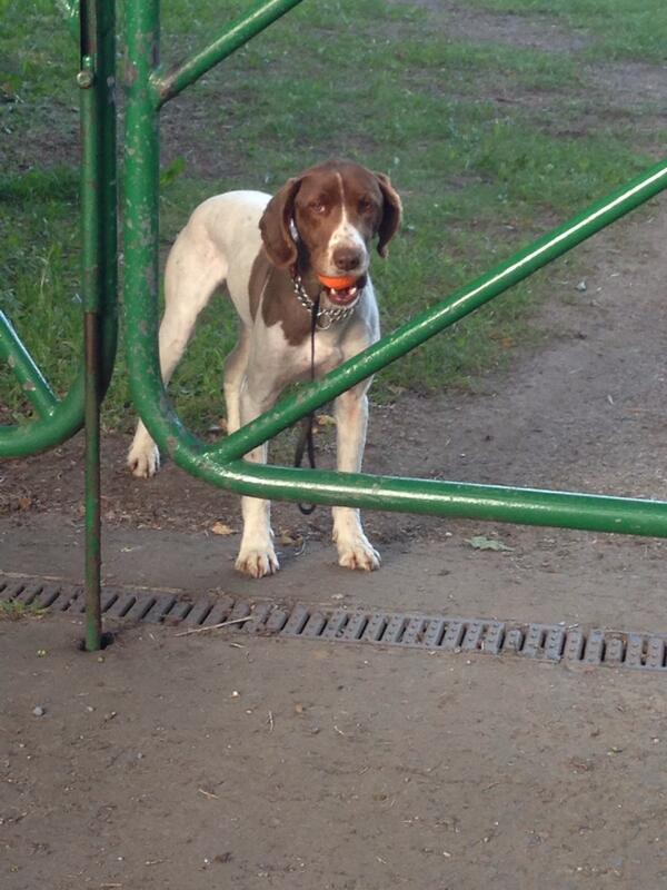 DerbysDogPolice's tweet image. PD Stan "If I come back you'll take the ball off me!" Correct! #NotDaft
