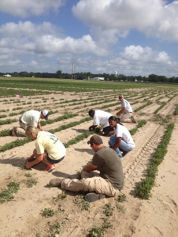 Hand defoliating peanuts