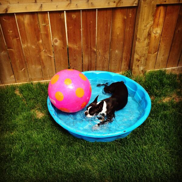 KristynWerner's tweet photo. @bostonsarebest Stitch loves to cool off in her pool http://t.co/dGCw8590K3