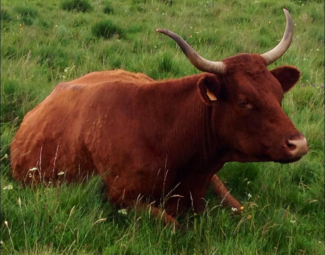 Permalien de l'image intégrée