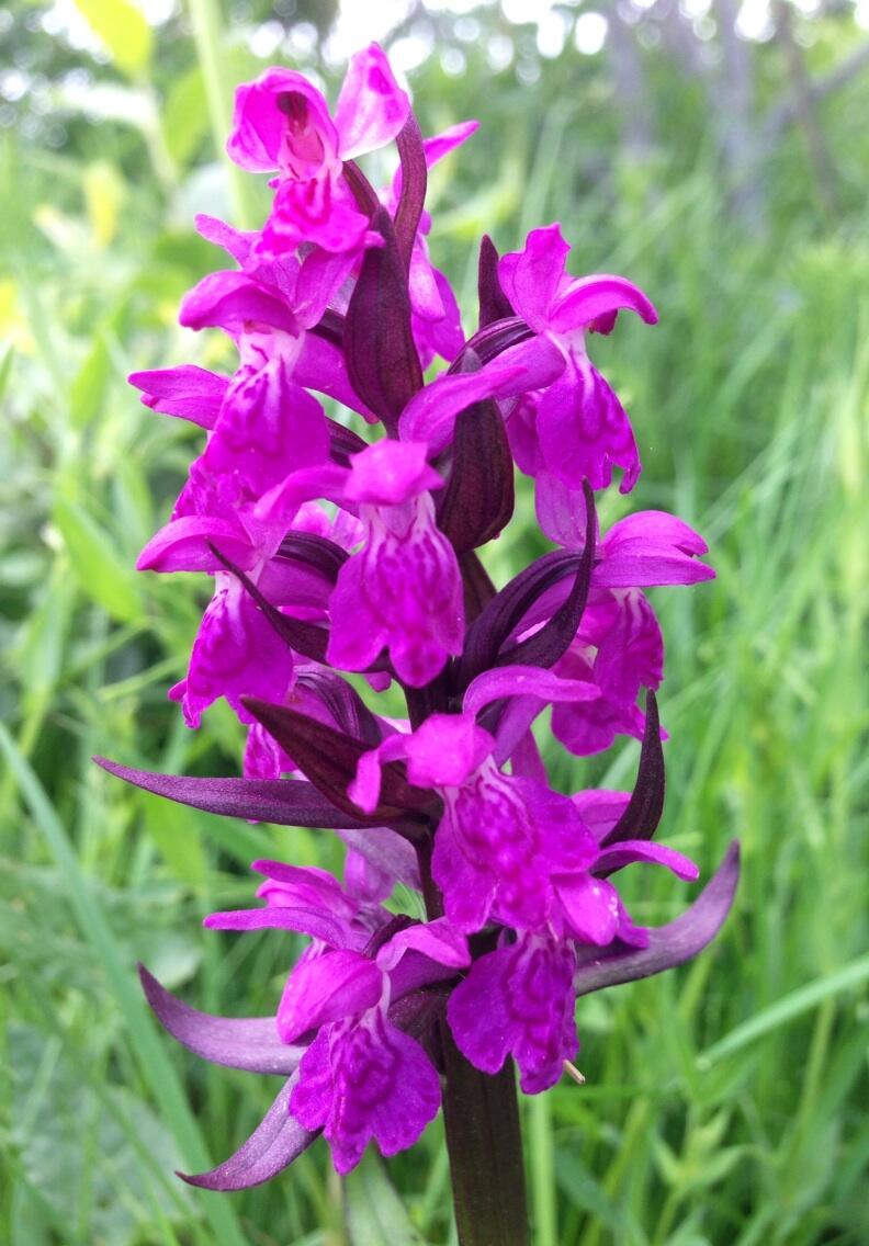 Permalien de l'image intégrée