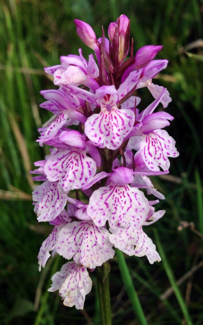 Permalien de l'image intégrée