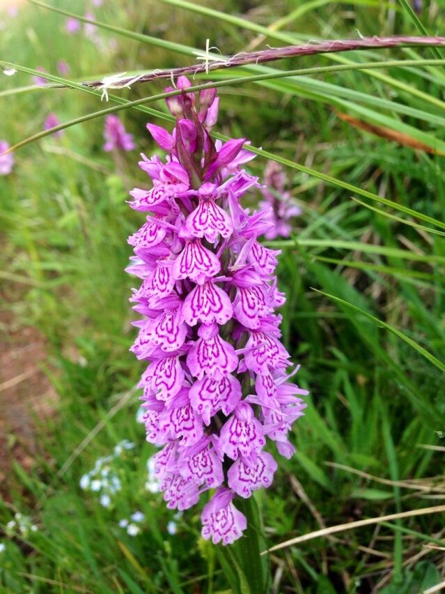 Permalien de l'image intégrée