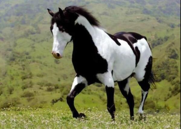 bannaboo_23's tweet photo. I wish I lived in the country. I can't have a horse where I live! It's no fair. #alldayerrday http://t.co/y8JHyfNQZi