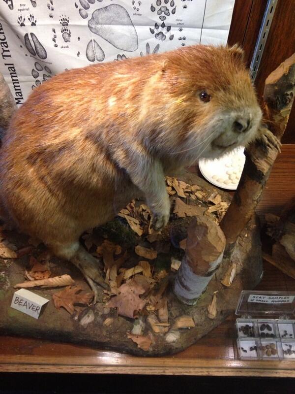 tarynbsmith's tweet photo. I saw this beaver and it made miss @lolokillz while I'm away at #LSSP14. http://t.co/4jpYEw6I7L